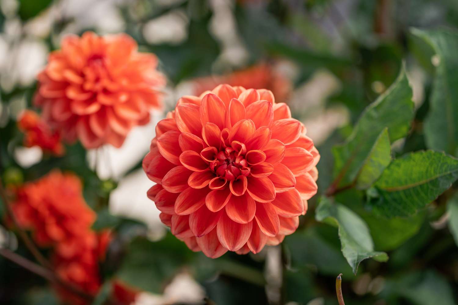 Dahlia 'Orange Nugget'